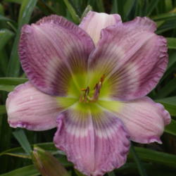 
Date: 2002-01-01
Photo Courtesy of Westbourne Daylilies Used with Permission