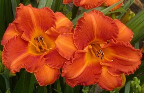Photo of Daylily (Hemerocallis 'Westbourne Peaches Pickled') uploaded by vic