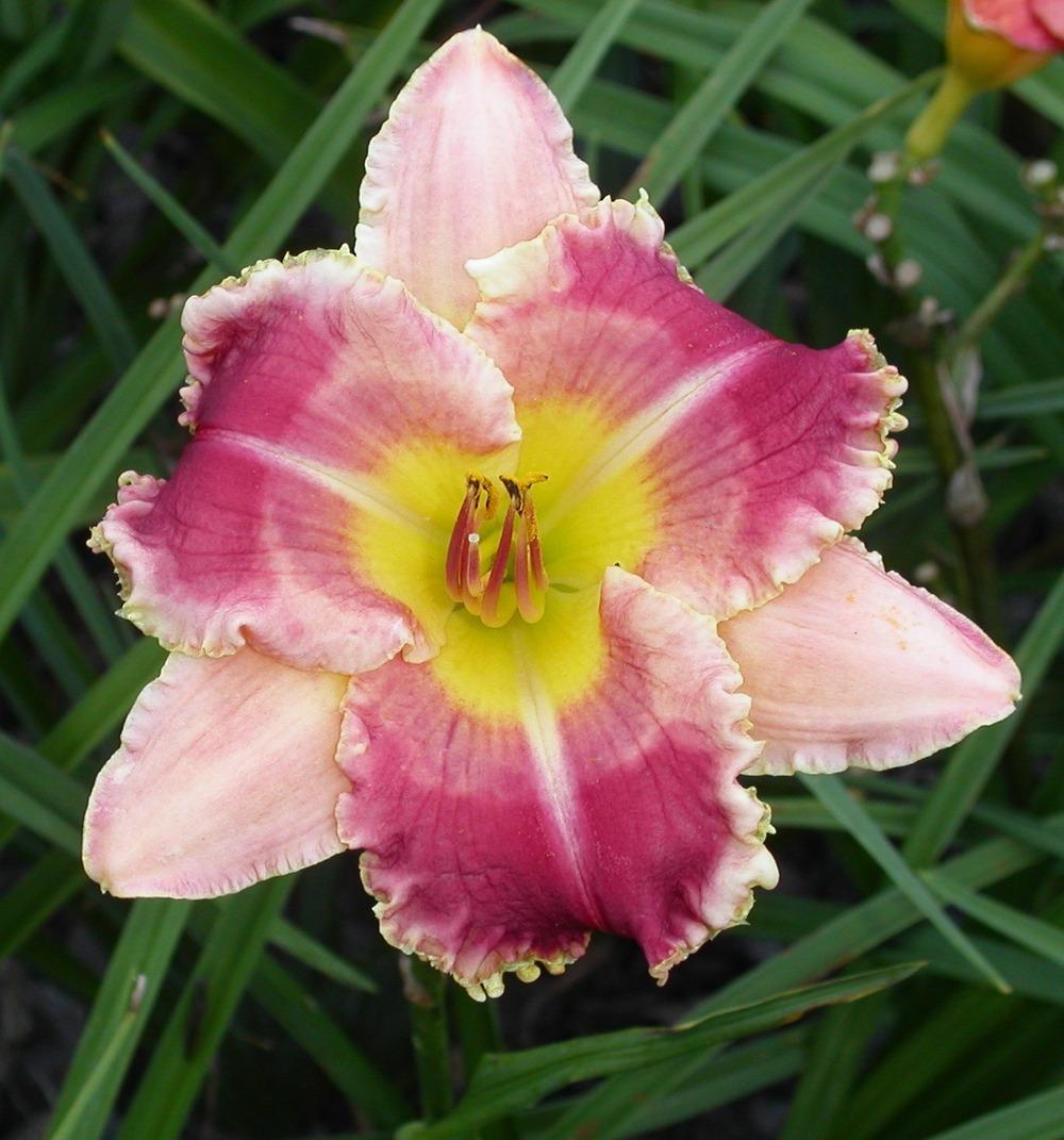 Photo of Daylily (Hemerocallis 'Westbourne Childhood Memories') uploaded by vic