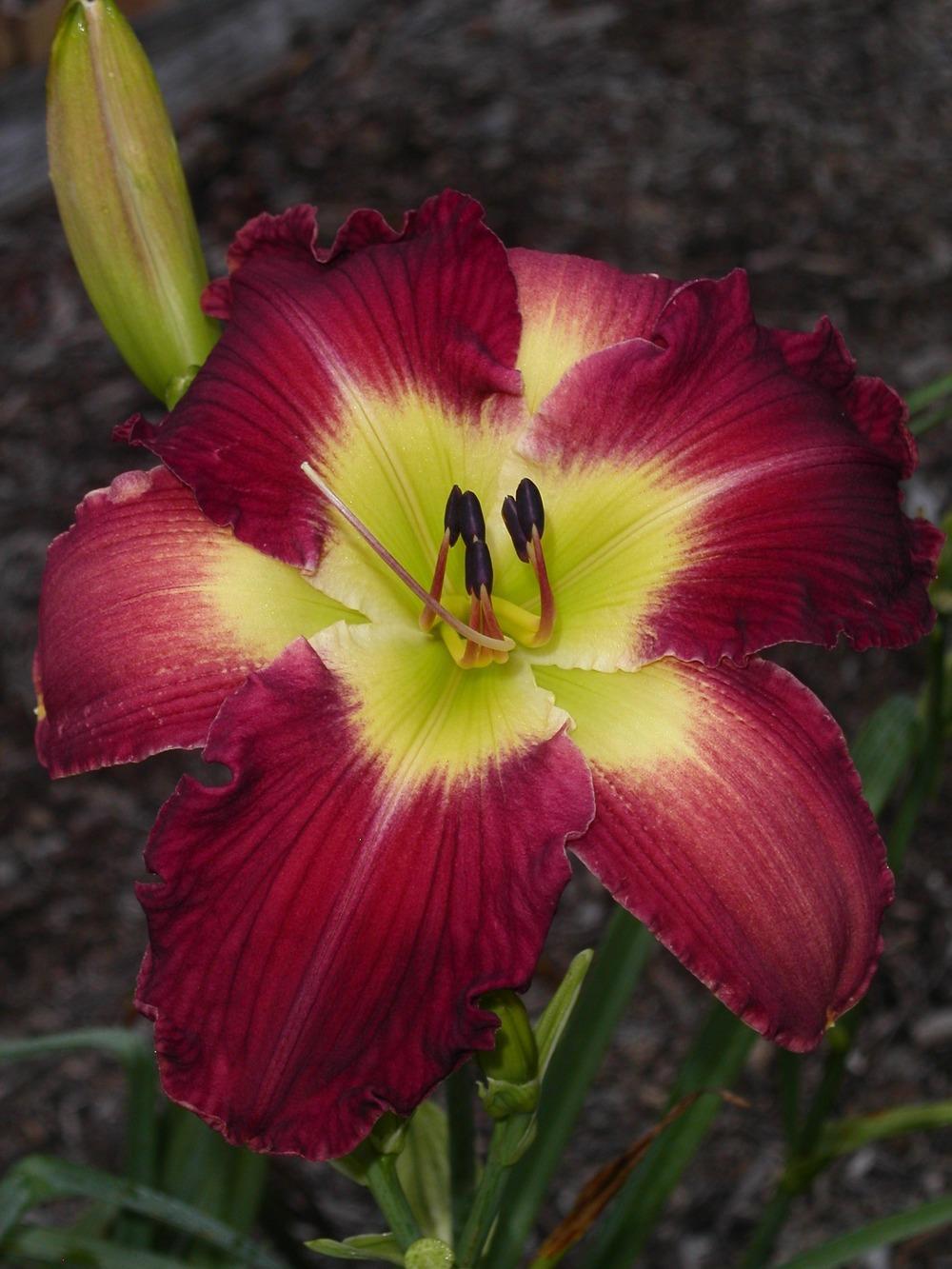 Photo of Daylily (Hemerocallis 'Westbourne Mom's Whistling Teapot') uploaded by vic