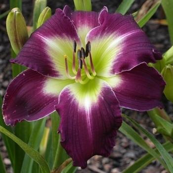 Photo of Daylily (Hemerocallis 'Westbourne Summer Grape Memories') uploaded by vic