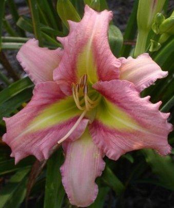 Photo of Daylily (Hemerocallis 'Westbourne Whipperwill Call') uploaded by vic