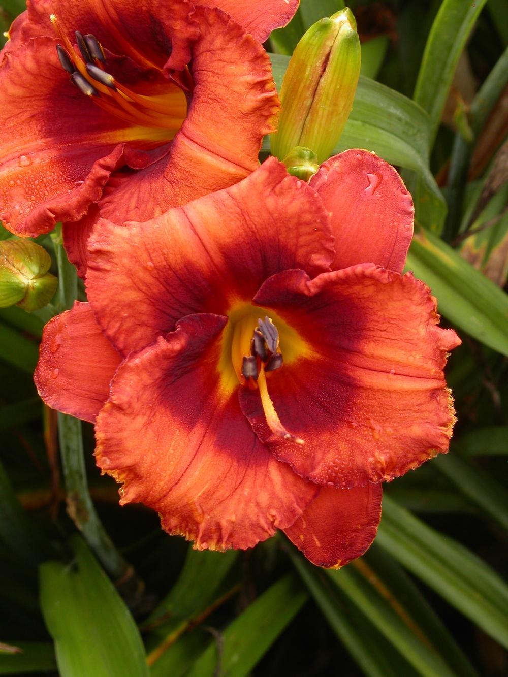 Photo of Daylily (Hemerocallis 'Westbourne Wildfires') uploaded by vic