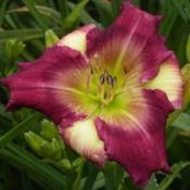 Photo Courtesy of Westbourne Daylilies Used with Permission