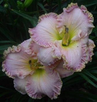 Photo of Daylily (Hemerocallis 'Westbourne a Visit from Teresa') uploaded by vic