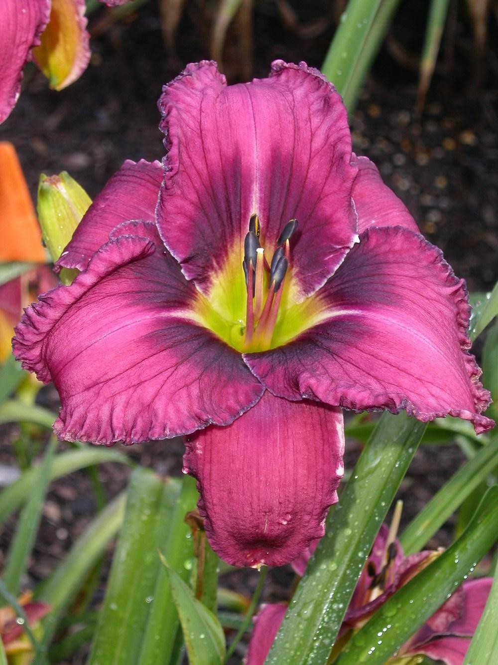 Photo of Daylily (Hemerocallis 'Westbourne Dad Kirby's Purple Tie') uploaded by vic