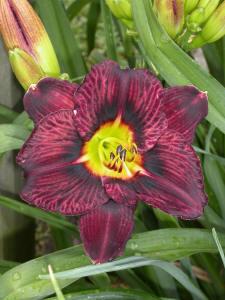 Photo of Daylily (Hemerocallis 'Westbourne Unruly Stripes') uploaded by vic