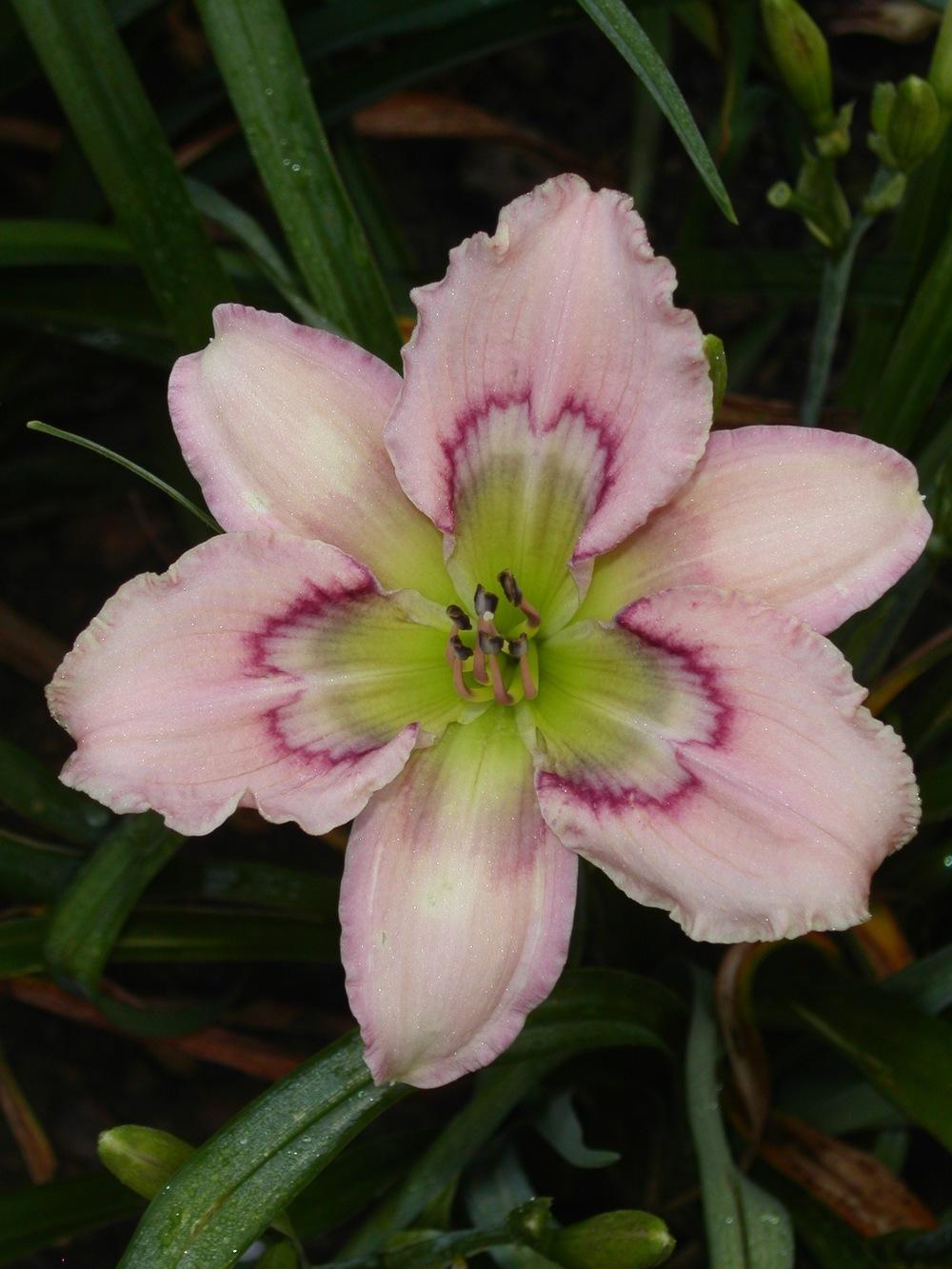 Photo of Daylily (Hemerocallis 'Westbourne Mom's Designer Clothes') uploaded by vic