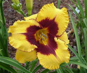 Photo of Daylily (Hemerocallis 'Warrior's Spear') uploaded by vic