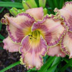 
Photo Courtesy of Yost Family Daylily Garden Used with Permission