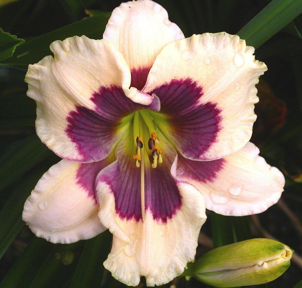 Photo of Daylily (Hemerocallis 'Westbourne Easter Egg Hunt') uploaded by vic
