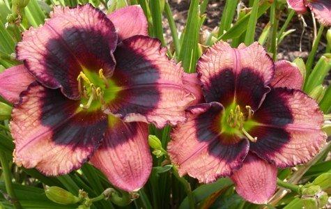 Photo of Daylily (Hemerocallis 'Westbourne Hand Me Downs') uploaded by vic