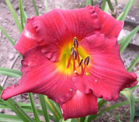 Photo of Daylily (Hemerocallis 'Ascension by Fire') uploaded by Calif_Sue