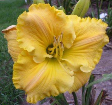 Photo of Daylily (Hemerocallis 'Empire Queen') uploaded by Calif_Sue