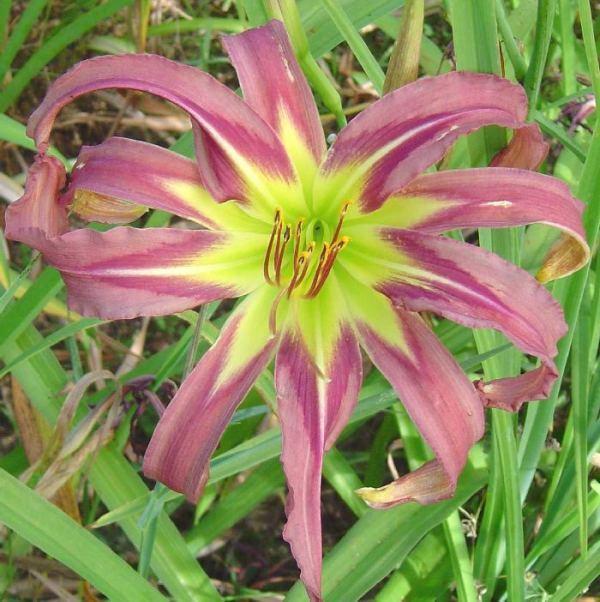 Photo of Daylily (Hemerocallis 'Culture Vulture') uploaded by Calif_Sue