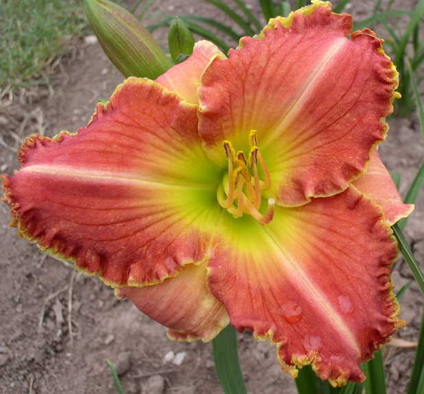 Photo of Daylily (Hemerocallis 'Better than Ever') uploaded by Calif_Sue