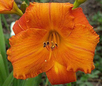 Photo of Daylily (Hemerocallis 'Mauna Loa') uploaded by Calif_Sue