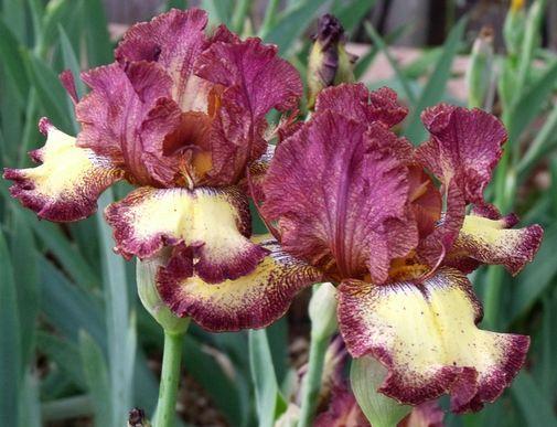 Photo of Tall Bearded Iris (Iris 'Clown Around') uploaded by Ladylovingdove