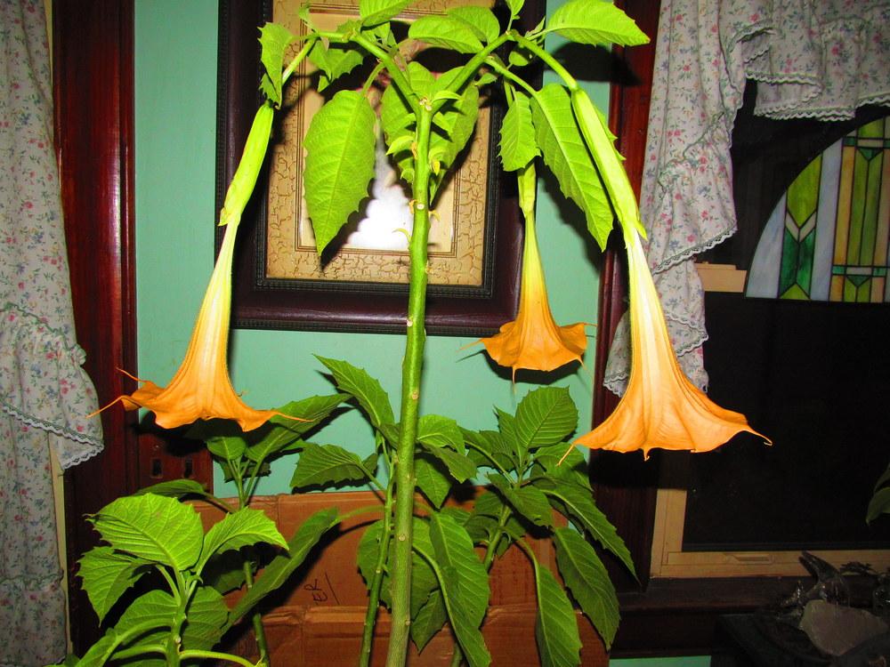 Photo of Angel's Trumpets (Brugmansia) uploaded by jmorth