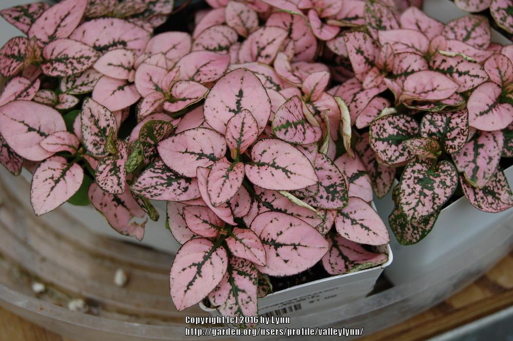 Photo of Polka-dot Plant (Hypoestes phyllostachya 'Splash Pink') uploaded by valleylynn
