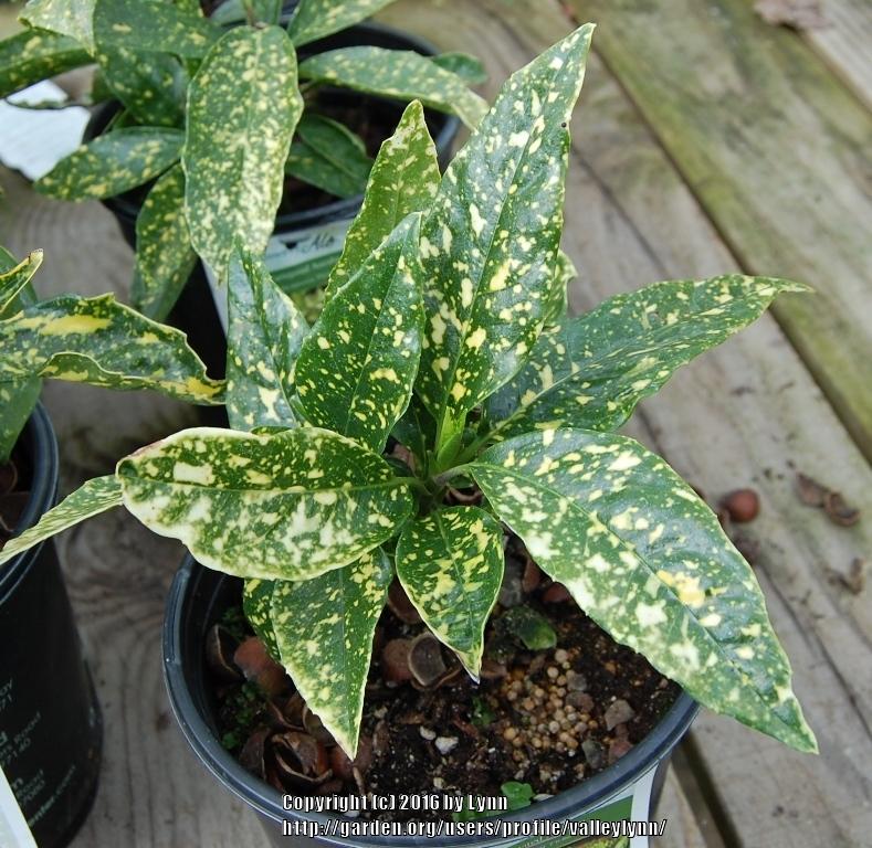 Photo of Gold Dust Plant (Aucuba japonica 'Variegata') uploaded by valleylynn