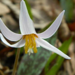 Location: Northeastern, Texas  at the edge of the woods
Date: 2012-02-21
I found this blooming this morning