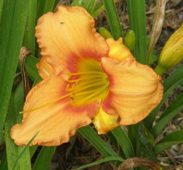 Photo of Daylily (Hemerocallis 'Leebea Orange Crush') uploaded by Calif_Sue