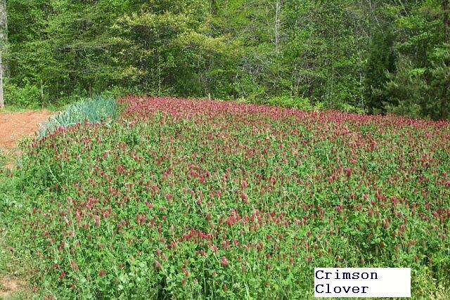 Photo of Crimson Clover (Trifolium incarnatum) uploaded by Horseshoe