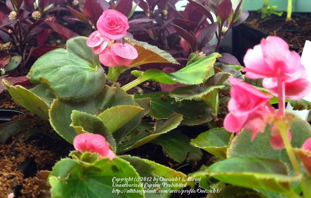 Photo of Wax Begonia (Begonia semperflorens 'Doublet Rose') uploaded by Onewish1