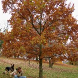 Location: Dawes Arboretum, Newark Ohio, USA
Date: 2009-10-29 
Arboretum's tag read Caucasian Oak syn. Persian Oak