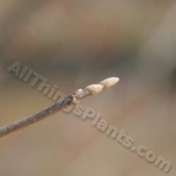 Location: Dawes Arboretum, Newark Ohio, USA
Date: 2012-02-03 
closeup of leaf buds