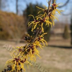 Location: Dawes Arboretum, Newark Ohio, USA
Date: 2012-02-03 
placement of blooms on branches