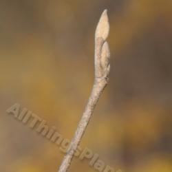 Location: Dawes Arboretum, Newark Ohio, USA
Date: 2012-02-03 
closeup of leaf buds