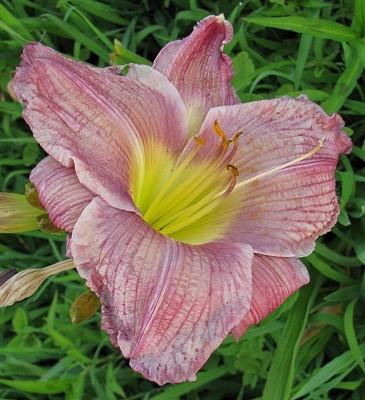 Photo of Daylily (Hemerocallis 'I Can Fly') uploaded by vic