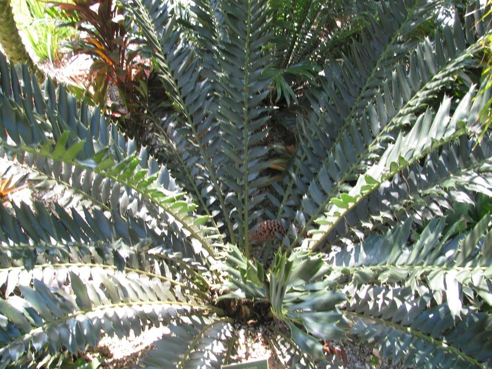 Photo of Holly-Leaved Cycad (Encephalartos ferox) uploaded by Dutchlady1