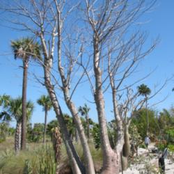 Location: Southwest Florida
Date: February 2012
One of the most recognizable African trees.