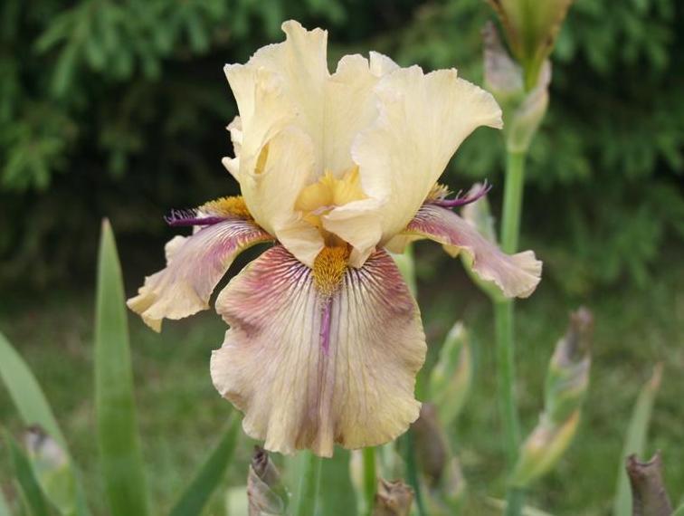 Photo of Tall Bearded Iris (Iris 'Thornbird') uploaded by KentPfeiffer