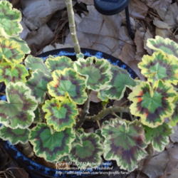 Location: At our garden - Central Valley area, CA
Date: 2012-01-31
Pelargonium tri-color grown during winter in full sun-part shade