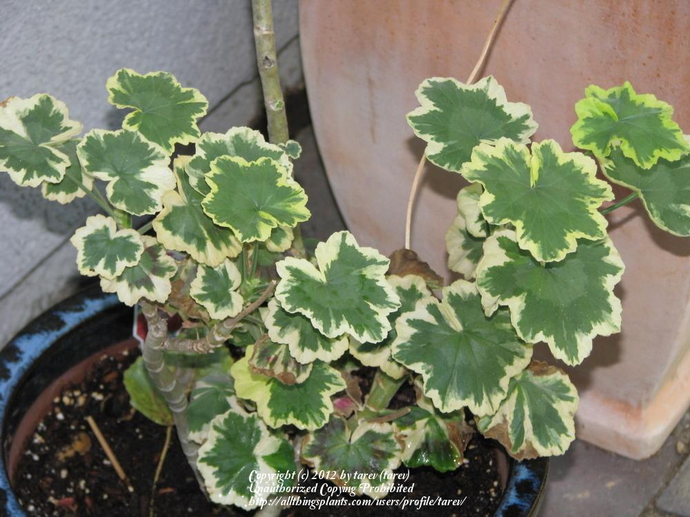 Photo of Storksbill (Pelargonium 'Tricolor') uploaded by tarev