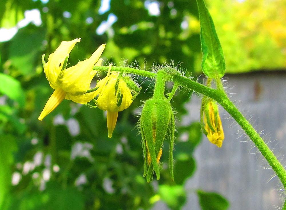 Photo of Tomatoes (Solanum lycopersicum) uploaded by jmorth