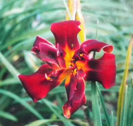 Photo of Daylily (Hemerocallis 'Hold Your Fire') uploaded by vic