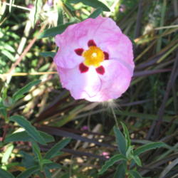 Location: My Property Sunset Zone 23 Sub-Tropical Southern California
Date: 2012-02-25