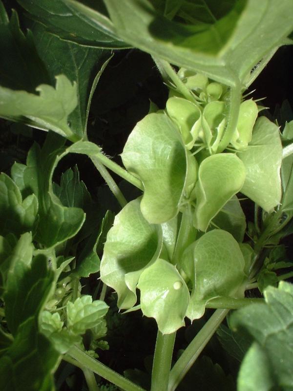 Photo of Bells of Ireland (Moluccella laevis) uploaded by dave
