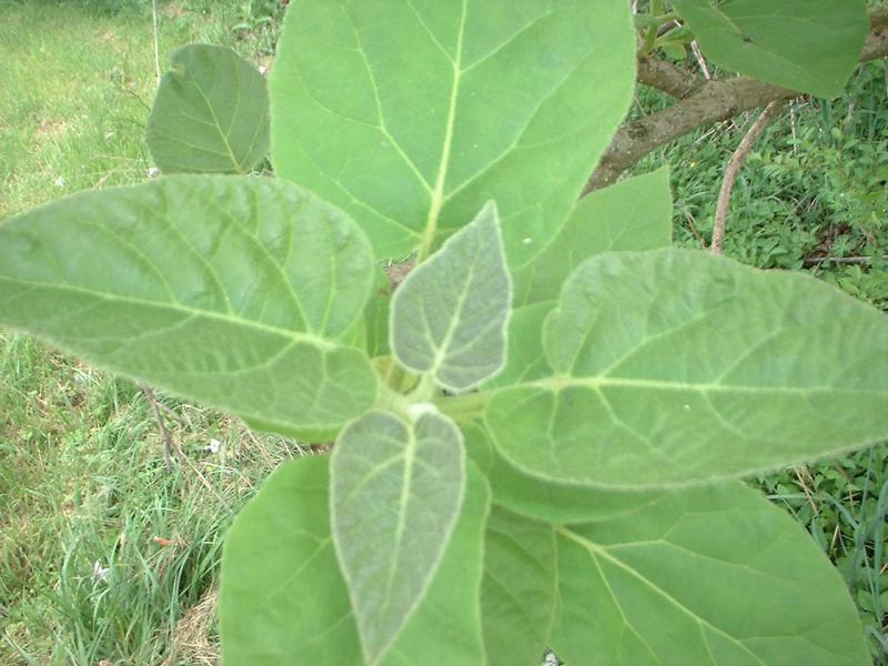 Photo of Empress Tree (Paulownia tomentosa) uploaded by dave