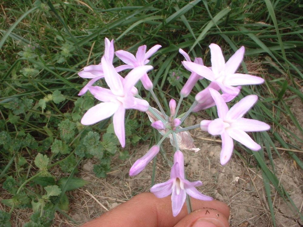 Photo of Society Garlic (Tulbaghia violacea) uploaded by dave