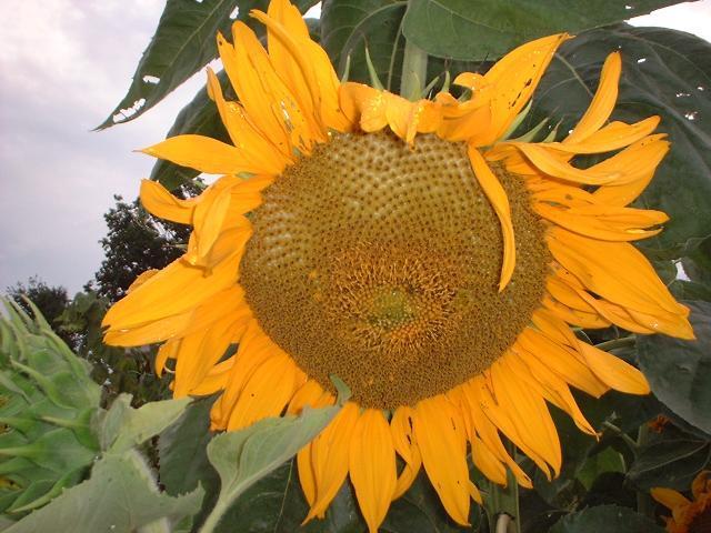Photo of Sunflower (Helianthus annuus 'Mammoth Grey Stripe') uploaded by dave