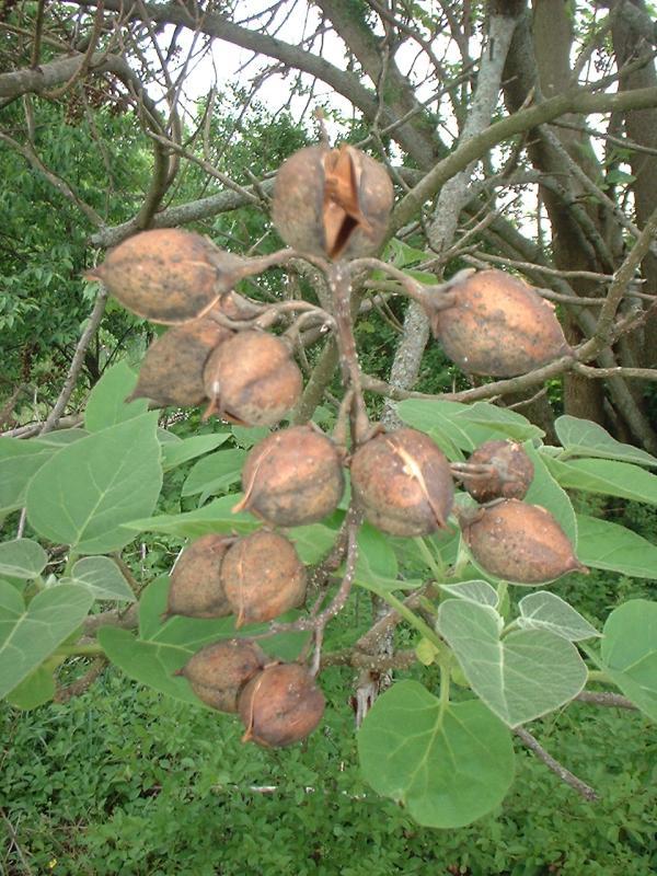 Photo of Empress Tree (Paulownia tomentosa) uploaded by dave