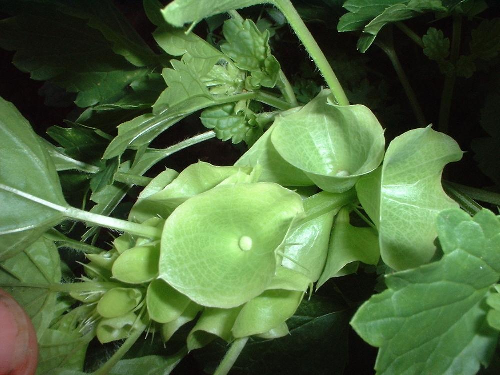 Photo of Bells of Ireland (Moluccella laevis) uploaded by dave