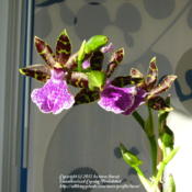 A new addition to our collection: Zygopetalum