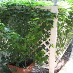 Location: Austin ,TX
Date: August
Fast growing vine to cover arbor or AC corral